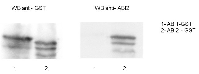 western blot using anti-ABI2 antibodies